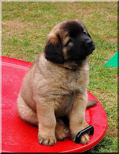 leonberger 100.jpg